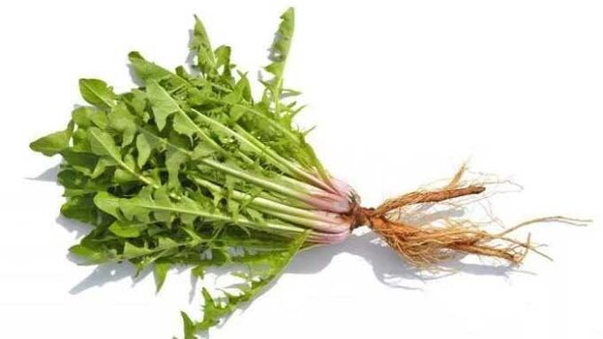 Koreň púpavy v NEOfloraxe