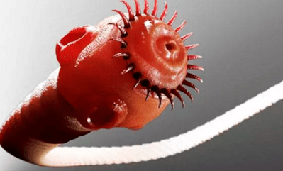 Čo môžu paraziti žiť v ľudskom tele